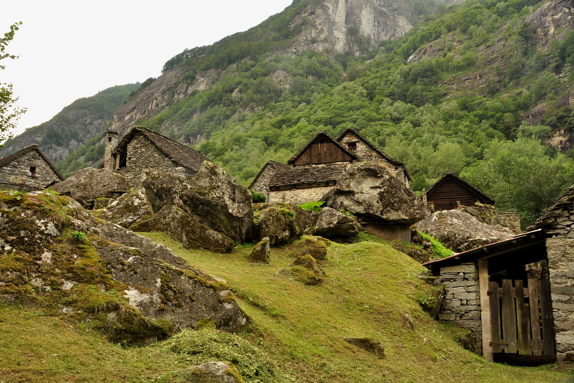 Robiei
